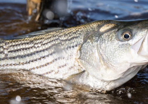 Striper Fishing on Lake Anna