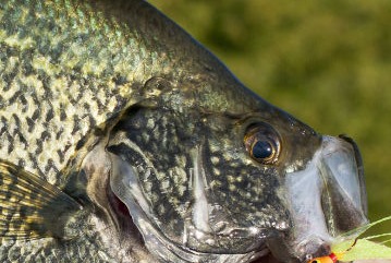 Crappie Fishing on Lake Anna