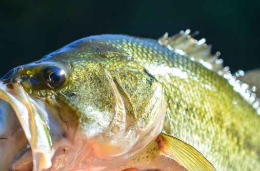 Largemouth Fishing on Lake Anna